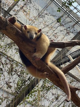 神戸どうぶつ王国に投稿された画像（2024/8/17）