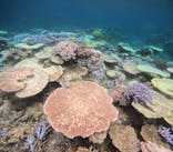 西表島 ADVENTURE PiPi（アドベンチャーピピ）に投稿された画像（2024/8/17）