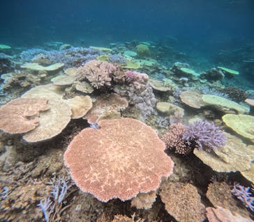 西表島 ADVENTURE PiPi（アドベンチャーピピ）に投稿された画像（2024/8/17）