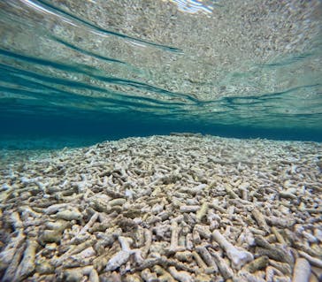 西表島 ADVENTURE PiPi（アドベンチャーピピ）に投稿された画像（2024/8/17）