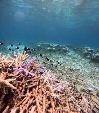 西表島 ADVENTURE PiPi（アドベンチャーピピ）に投稿された画像（2024/8/17）