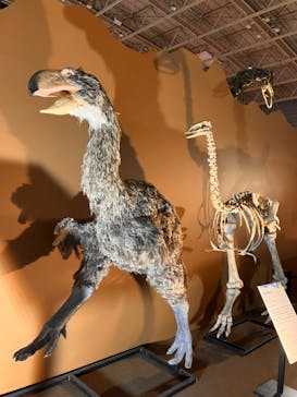 巨大恐竜展2024に投稿された画像（2024/8/17）