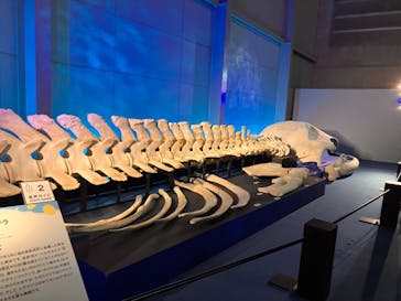 巨大恐竜展2024に投稿された画像（2024/8/17）