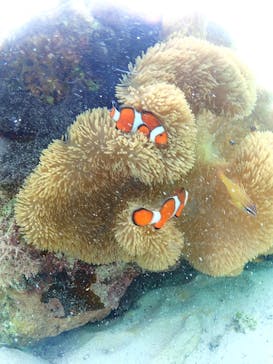 宮古島マリン GB QUESTに投稿された画像（2024/8/17）