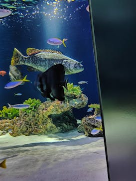 マリンワールド海の中道に投稿された画像（2024/8/17）