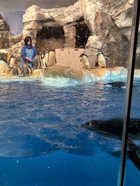 名古屋港水族館に投稿された画像（2024/8/17）