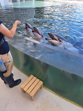 城崎マリンワールドに投稿された画像（2024/8/17）