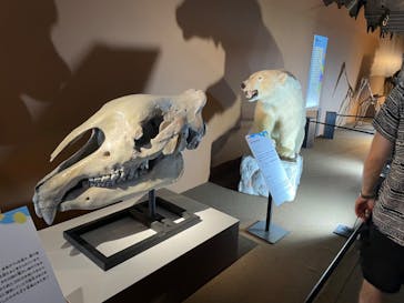 巨大恐竜展2024に投稿された画像（2024/8/17）