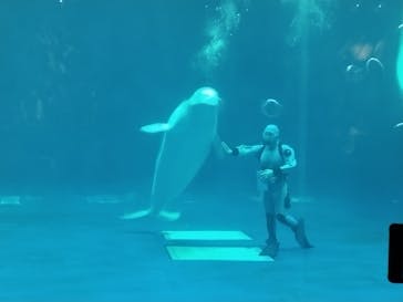 島根県立 しまね海洋館に投稿された画像（2024/8/17）