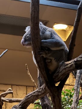 名古屋市東山動植物園に投稿された画像（2024/8/17）