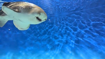 アクアワールド茨城県大洗水族館に投稿された画像（2024/8/17）