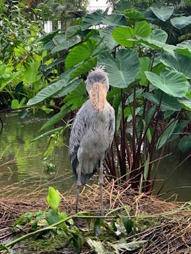 神戸どうぶつ王国に投稿された画像（2024/8/17）