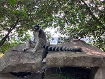 神戸どうぶつ王国に投稿された画像（2024/8/17）