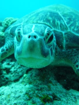 初心者専門店NEOMARINE石垣島に投稿された画像（2024/8/17）