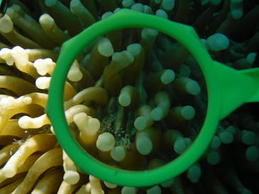 初心者専門店NEOMARINE石垣島に投稿された画像（2024/8/17）