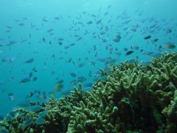 初心者専門店NEOMARINE石垣島に投稿された画像（2024/8/17）