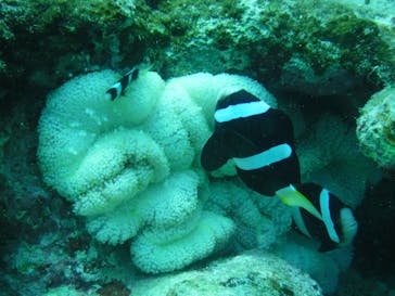 初心者専門店NEOMARINE石垣島に投稿された画像（2024/8/17）