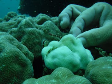 初心者専門店NEOMARINE石垣島に投稿された画像（2024/8/17）