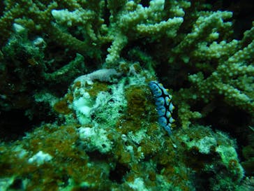 初心者専門店NEOMARINE石垣島に投稿された画像（2024/8/17）