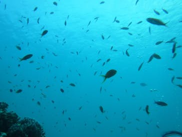 初心者専門店NEOMARINE石垣島に投稿された画像（2024/8/17）