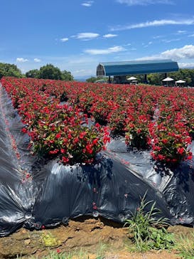 ひるがのピクニックガーデンに投稿された画像（2024/8/17）