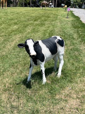 ひるがのピクニックガーデンに投稿された画像（2024/8/17）