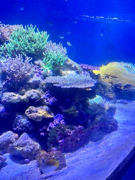 伊豆・三津シーパラダイスに投稿された画像（2024/8/17）