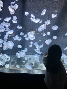 伊豆・三津シーパラダイスに投稿された画像（2024/8/17）