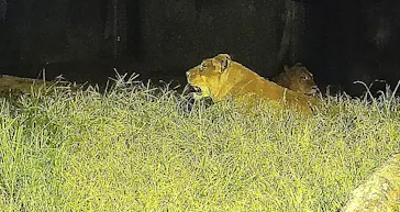 天王寺動物園に投稿された画像（2024/8/17）