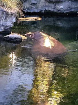 天王寺動物園に投稿された画像（2024/8/17）