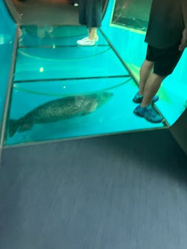 しながわ水族館に投稿された画像（2024/8/17）