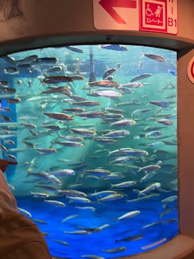 しながわ水族館に投稿された画像（2024/8/17）