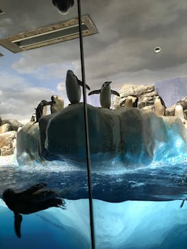 名古屋港水族館に投稿された画像（2024/8/17）