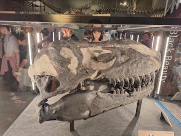 福井県立恐竜博物館に投稿された画像（2024/8/17）