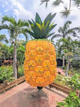 ナゴパイナップルパークに投稿された画像（2024/8/17）