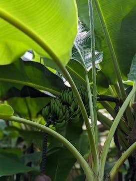 ナゴパイナップルパークに投稿された画像（2024/8/17）