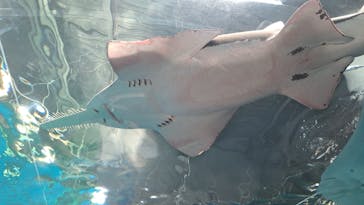 マクセル アクアパーク品川に投稿された画像（2024/8/17）