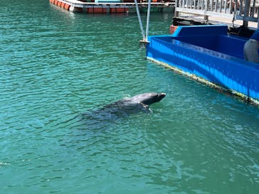 下田海中水族館に投稿された画像（2024/8/17）