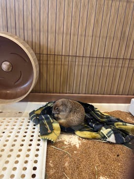 カワウソカフェ®️HARRY浅草店に投稿された画像（2024/8/17）