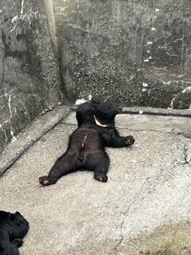 奥飛騨クマ牧場に投稿された画像（2024/8/17）