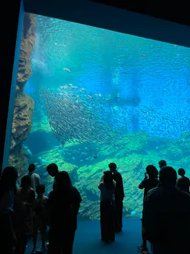 仙台うみの杜水族館に投稿された画像（2024/8/17）