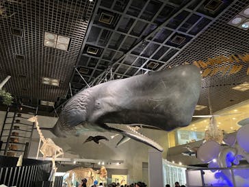 国立科学博物館に投稿された画像（2024/8/17）