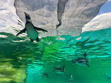 天王寺動物園に投稿された画像（2024/8/17）