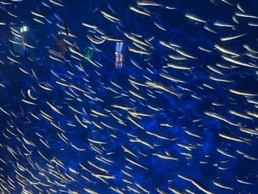 大分マリーンパレス水族館 「うみたまご」に投稿された画像（2024/8/18）