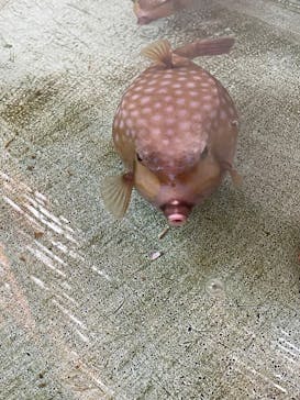 真珠工房 真珠の里に投稿された画像（2024/8/18）