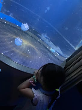 新江ノ島水族館に投稿された画像（2024/8/18）