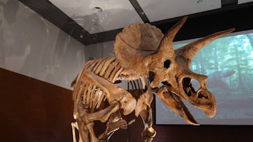 DinoScience 恐竜科学博 ～ララミディア大陸の恐竜物語～ 2024@OSAKAに投稿された画像（2024/8/18）