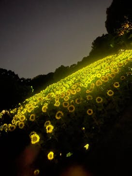 チームラボ ボタニカルガーデン 大阪に投稿された画像（2024/8/18）