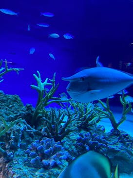 新江ノ島水族館に投稿された画像（2024/8/18）