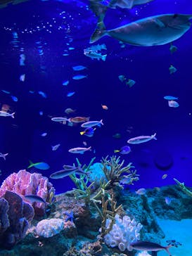 新江ノ島水族館に投稿された画像（2024/8/18）